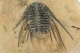 Kettneraspis Trilobite With Long Occipital & Reedops #276399-1